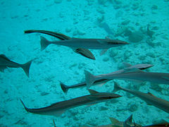 Live sharksucker (Echeneis naucrates)