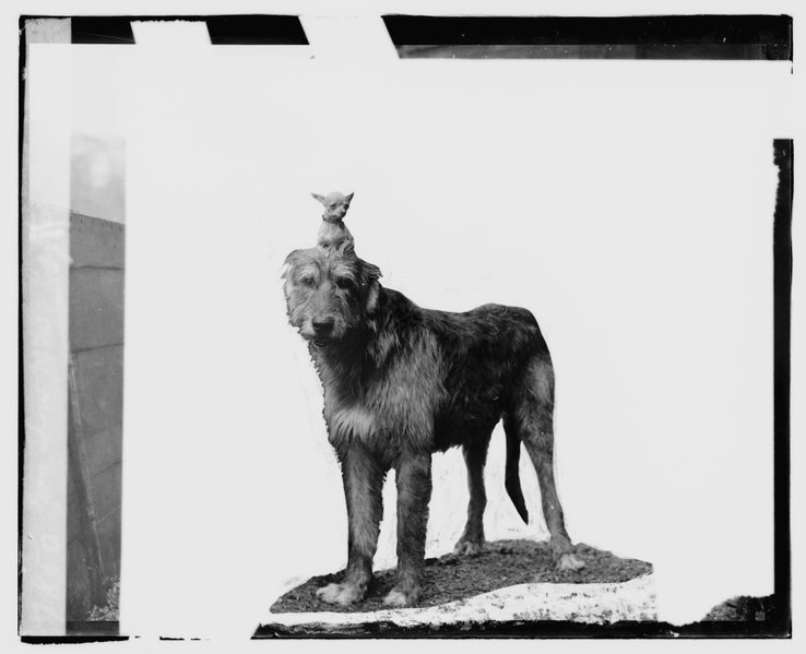 File:Dog show, 1920, 5-8-20 LCCN2016827918.tif