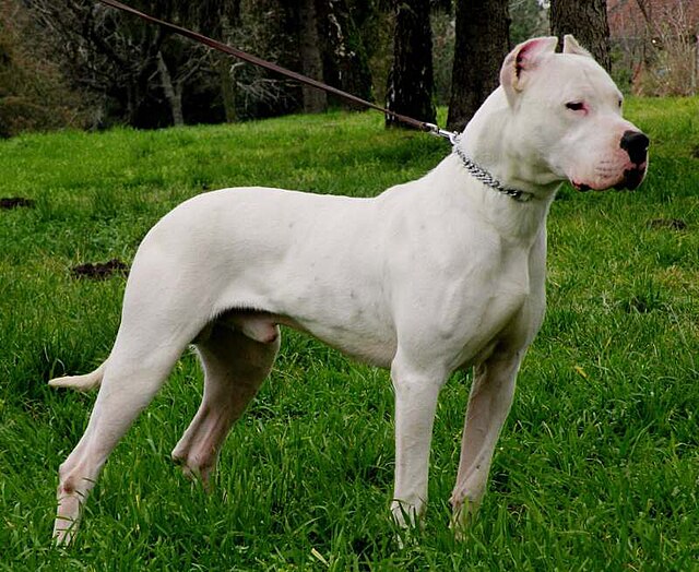 File:0Dogo-argentino-22122251920.jpg - Wikimedia Commons