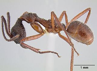 <i>Dolichoderus attelaboides</i> Species of ant