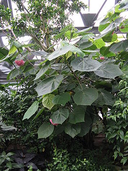 Dombeya wallichii