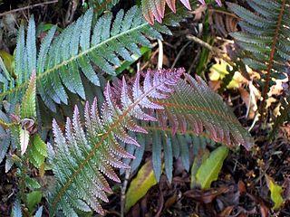 <i>Doodia aspera</i> species of plant