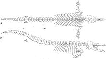 Dorsal and right lateral views of reconstructed skeleton of Dorudon atrox Dorudon atrox2.jpg