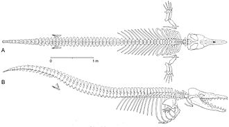 Dorsal and right lateral views of reconstructed skeleton of Dorudon atrox Dorudon atrox2.jpg