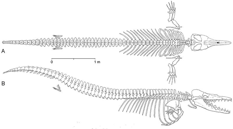 File:Dorudon atrox2.jpg