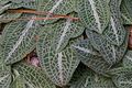 Goodyera pubescens