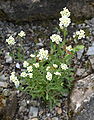 Draba siliquosa