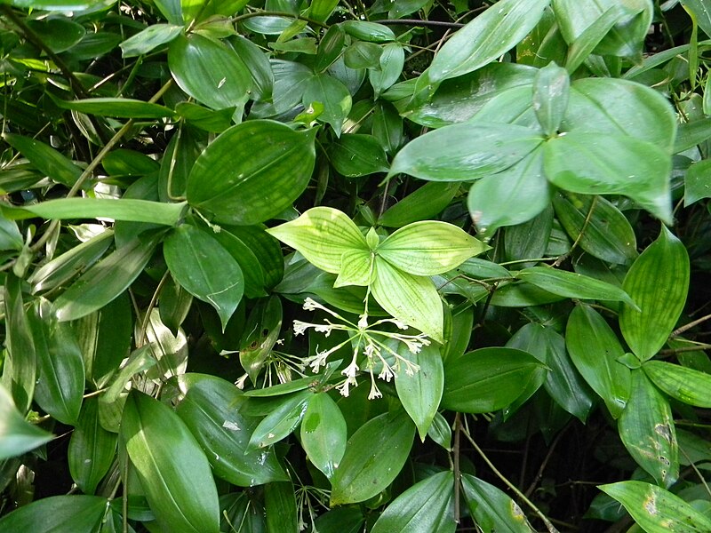 File:Dracaena surculosa var. maculata Hook.f.jpg