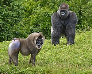 Fúró (Mandrillus leucophaeus) és nyugati gorilla (Gorilla gorilla) (kép a detroiti állatkertből)