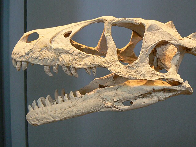 Hộp sọ Dromaeosaurus