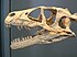 Czaszka dromeozaura w Muzeum Historii Naturalnej w Paryżu