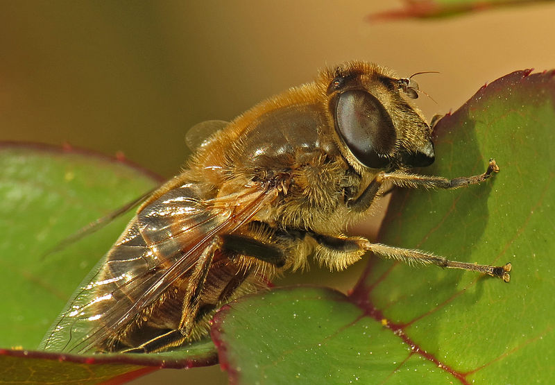 File:Drone Fly (Eristalis tenax) (13228816945).jpg