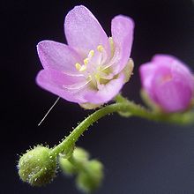 Drosera madagascariensis flower DroseraMadagascariensisFlora.jpg