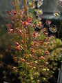 Habitus of group of Drosera menziesii