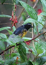 Dubusia taeniata Tangara diadema Buff-breasted Mountain-Tanager (8414444391).jpg