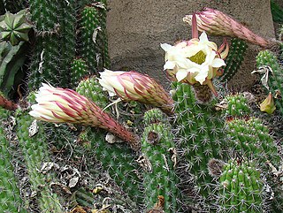 <i>Soehrensia thelegona</i> Species of cactus