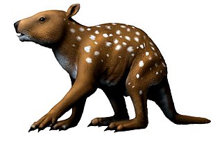 <i>Ekaltadeta</i> Extinct genus of marsupials