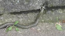 File:Elaphe climacophora - Japanese rat snake - 2015 10 4.webm