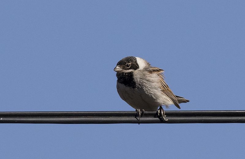 File:Emberiza schoeniclus - Common Reed Bunting, Mersin 2017-01-22 01-5.jpg