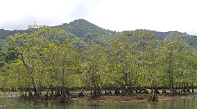 Ensenada de Utría - Mangroven.jpg