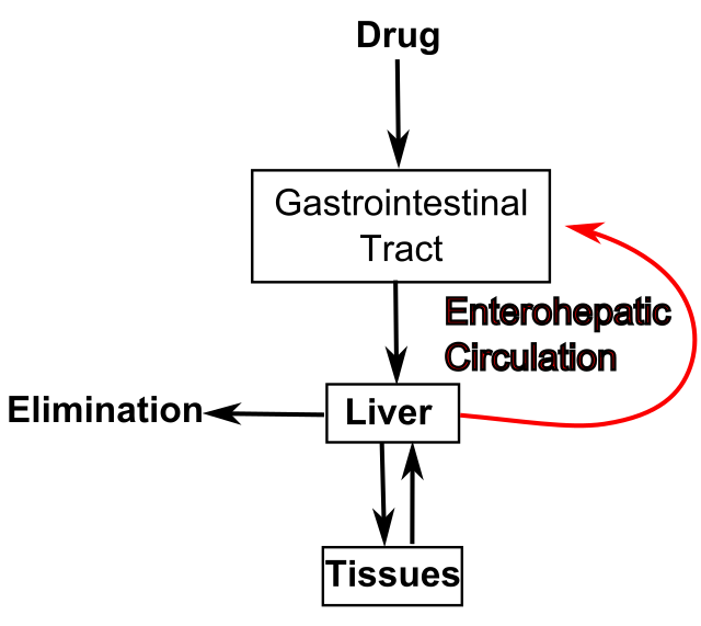 bilirubin metabolism flow chart