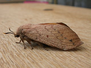 <i>Entometa</i> Genus of moths