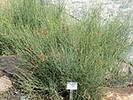 Ephedra chilensis - Palmengarten Frankfurt - DSC01902. 
 JPG