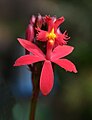 Epidendrum Cinnabarinum: Phân bố, Hình ảnh