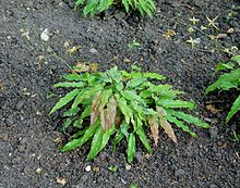 Epimedium wushanense - Сад Сэвилл - Большой Виндзорский парк, Англия - DSC06484.jpg