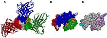 Structure of hen egg lysozyme (HEL) antigen. (A) The 3-D structure of HEL (CPK representation) together with three Abs (ribbon representation). (B) The structure of HEL colored according to the same three epitopes as in (A). (C) The structure of HEL colored according to the epitopes predicted by Discotope (light blue), ellipro (purple), and seppa (pink). Epitope of HEL.jpg