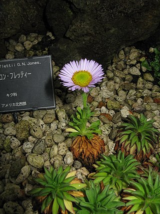 <i>Erigeron flettii</i> Species of flowering plant