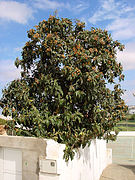Eriobotrya japonica, uma fruteira que floresce no outono.