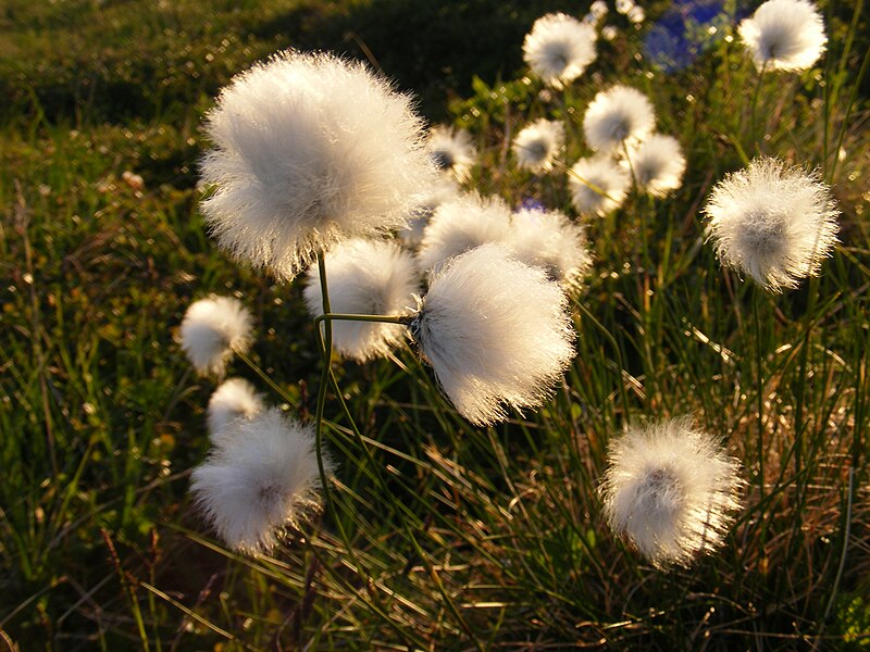 File:Eriophorum angustifolium (7497599092).jpg