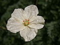 Erodium chrysanthum close-up