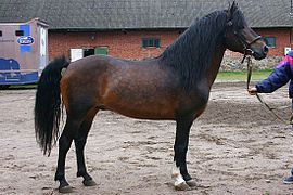 Robe Du Cheval: Origine des variations de coloris des robes, Robes de base du cheval, Les gènes de dilution