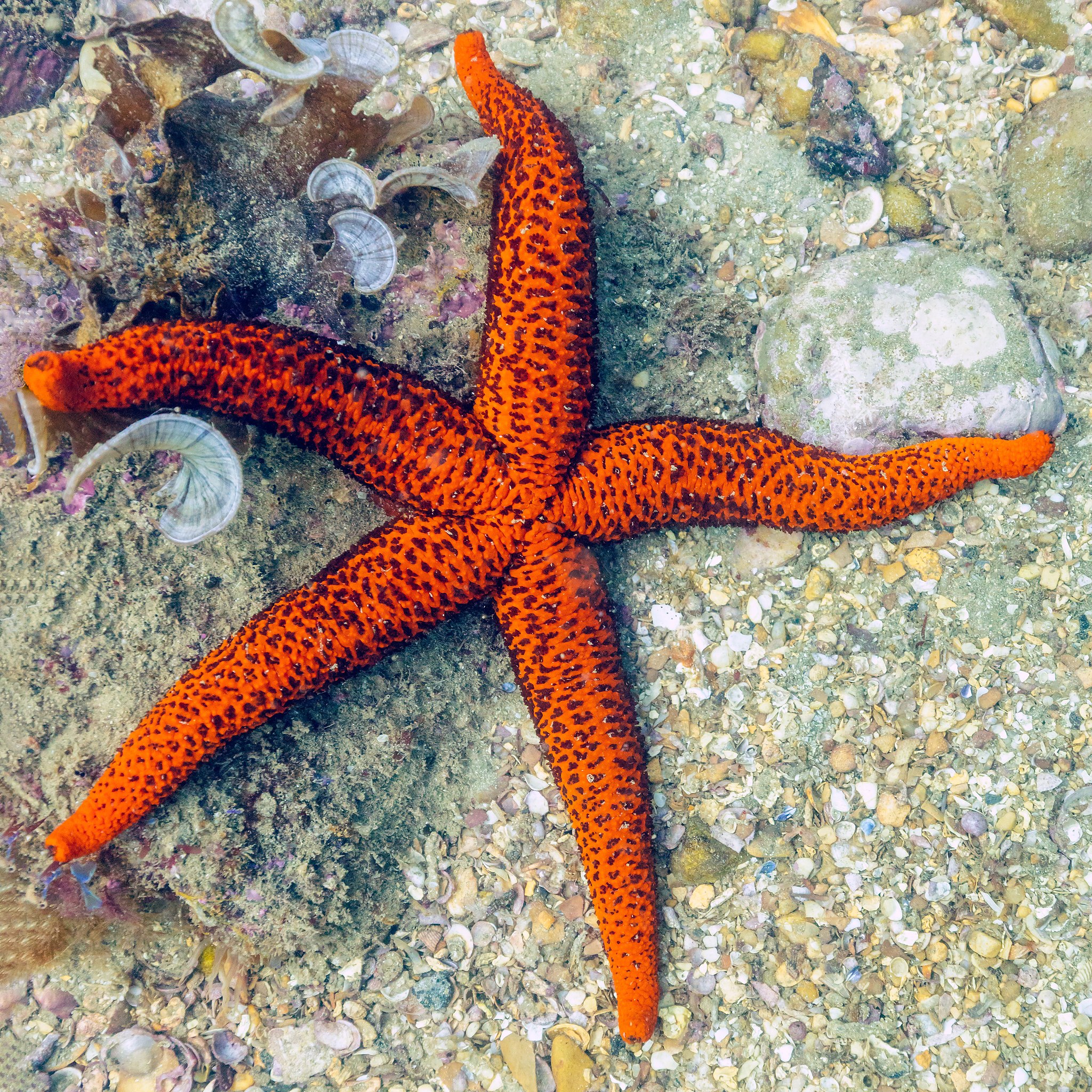 Estrella de mar roja de ICA (15.5 cm) — ICA S.A.