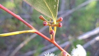 flower buds Eucalyptus multicaulis buds 1.jpg