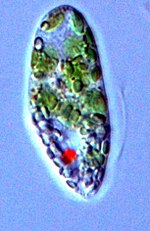 Thumbnail for Euglena gracilis