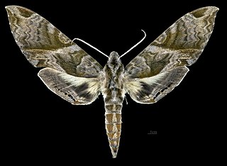 <i>Eumorpha cissi</i> Species of moth