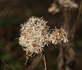 Eupatorium cannabinum