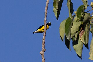 Scrub euphonia Species of bird