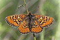 Euphydryas desfontainii