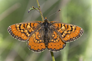 <i>Euphydryas desfontainii</i> Species of butterfly