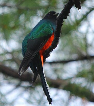 Füles trogon