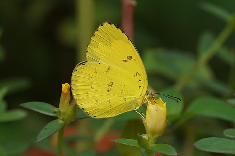 File:Eurema blanda 07079.JPG