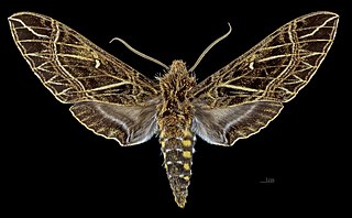 <i>Euryglottis aper</i> Species of moth