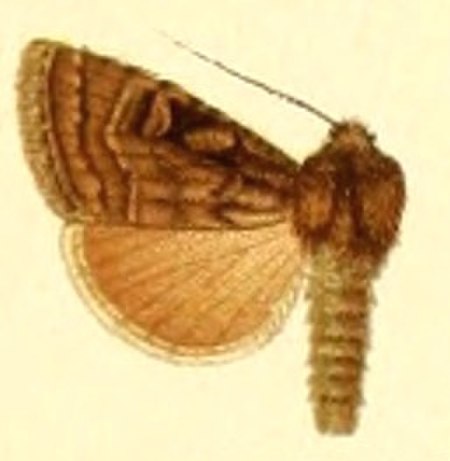 Eugraphe marcida