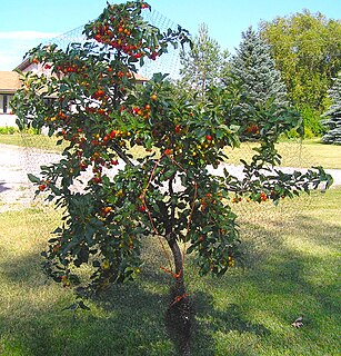 Evans Cherry Cherry cultivar