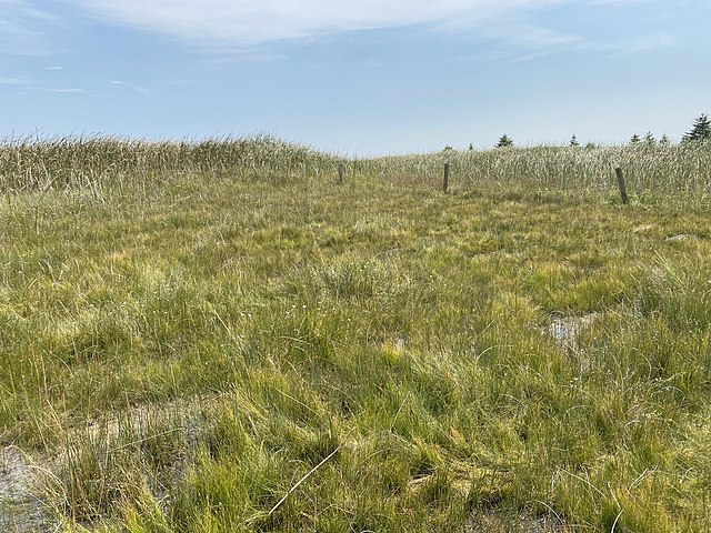 Small extreme rich fen in southwestern Minnesota. The white flowers, Parnassia glauca, are a fen indicator species in Minnesota.