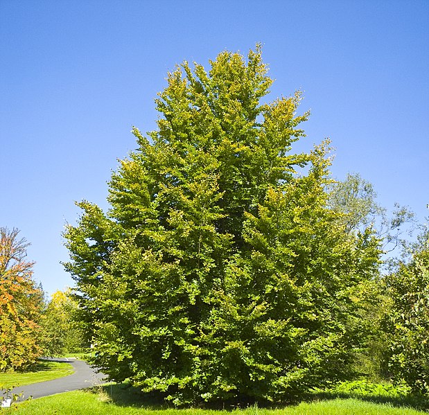 File:Fagus sylvatica 019.jpg